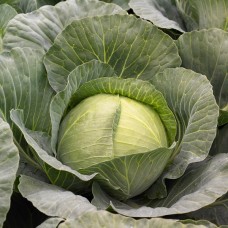 Капуста білоголова середня Тореадор F1 2500 нас. Сінгента (Syngenta)