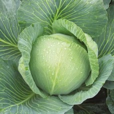 Капуста білоголова пізня Зенон F1 2500 нас. Сінгента (Syngenta)