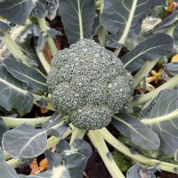 Капуста броколі Бесті F1 2500 нас. Сінгента (Syngenta)