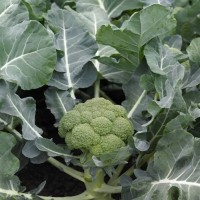 Капуста броколі Біні F1 2500 нас. Сінгента (Syngenta)