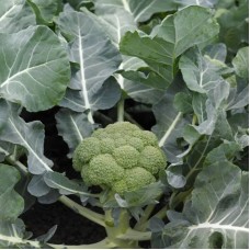 Капуста броколі Біні F1 2500 нас. Сінгента (Syngenta)