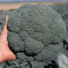 Капуста броколі Гонгга F1 1000 нас. Сингента (Syngenta)