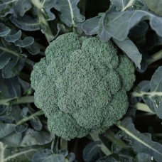 Капуста броколі Макларен F1 2500 нас. Сінгента (Syngenta)