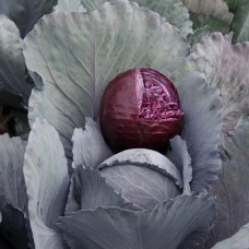 Капуста червоноголова Рескью F1 2500 нас. Сингента (Syngenta)