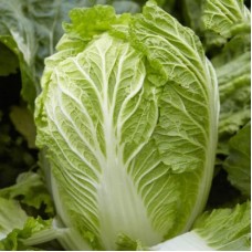 Капуста пекінська Марріо F1 2500 нас. Сингента (Syngenta)