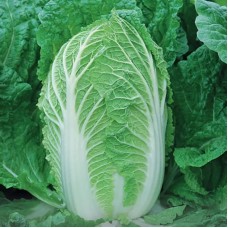 Капуста пекінська Спрінкін F1 2500 нас. Сингента (Syngenta)