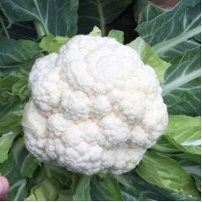 Капуста цвітна середня Алмагро F1 2500 нас. Сінгента (Syngenta)