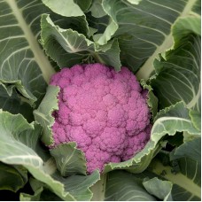Капуста цвітна середня Депурпл F1 1000 нас. Сінгента (Syngenta)