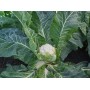 Капуста цвітна середня Джава F1 2500 нас. Сінгента (Syngenta)