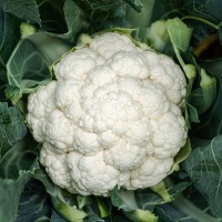 Капуста цвітна середня Електра F1 1000 нас. Сингента (Syngenta)