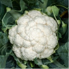 Капуста цвітна середня Електра F1 1000 нас. Сингента (Syngenta)