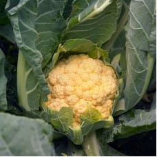 Капуста цвітна середня Флейм Стар F1 2500 нас. Сінгента (Syngenta)