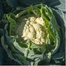 Капуста цвітна середня Гохан F1 2500 нас. Сінгента (Syngenta)