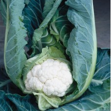 Капуста цвітна середня Клаптон F1 2500 нас. Сінгента (Syngenta)