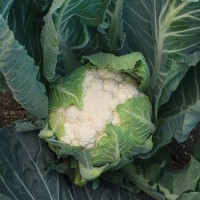 Капуста цвітна середня Кларіна F1 2500 нас. Сінгента (Syngenta)