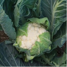 Капуста цвітна середня Кларіна F1 2500 нас. Сінгента (Syngenta)