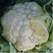 Капуста цвітна середня Корлану F1 2500 нас. Сінгента (Syngenta)