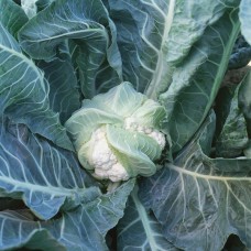 Капуста цвітна середня Лекану F1 2500 нас. Сінгента (Syngenta)