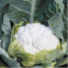 Капуста цвітна рання Солістар F1 2500 нас. Сінгента (Syngenta)