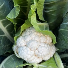 Капуста цвітна рання Татуін F1 2500 нас. Сінгента (Syngenta)