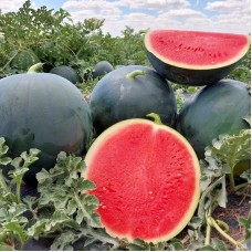 Кавун Багама F1 1000 нас. Сінгента (Syngenta)