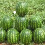 Кавун Бархан F1 1000 нас. Сінгента (Syngenta)