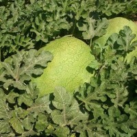 Арбуз Элгали F1 1000 сем. Сингента (Syngenta)