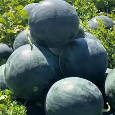 Кавун Лоріан F1 1000 нас. Сінгента (Syngenta)