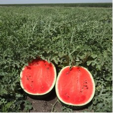 Кавун Мірсіні F1 1000 нас. Сінгента (Syngenta)