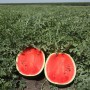 Арбуз Мирсини F1 1000 сем. Сингента (Syngenta)
