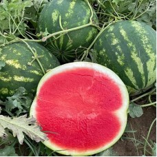 Кавун Роман F1 1000 нас. Сінгента (Syngenta)