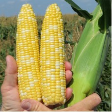 Кукурудза цукрова БСС 1075 F1 (BSS 1075 F1) 5 000 нас. Сингента (Syngenta)