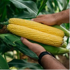 Кукурудза цукрова Фаєстар F1 100 000 нас. Сингента (Syngenta)