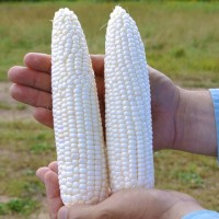 Кукурудза цукрова Гласіал F1 5 000 нас. Сингента (Syngenta)