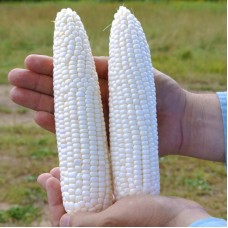 Кукурудза цукрова Гласіал F1 5 000 нас. Сингента (Syngenta)