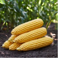 Кукурудза цукрова ГСС 3071 F1 (GSS 3071 F1) 100 000 нас. Сингента (Syngenta)
