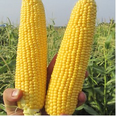 Кукурудза цукрова ГСС 5649 F1 (GSS 5649 F1) 100 000 нас. Сингента (Syngenta)