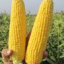 Кукурудза цукрова ГСС 5649 F1 (GSS 5649 F1) 100 000 нас. Сингента (Syngenta)