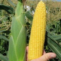 Кукурудза цукрова Хайглоу52 F1 100 000 нас. Сингента (Syngenta)