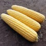 Кукурудза цукрова Оверленд F1 100 000 нас. Сингента (Syngenta)