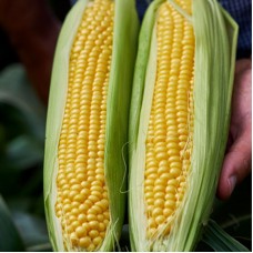 Кукурудза цукрова Шайнрок F1 100 000 нас. Сингента (Syngenta)