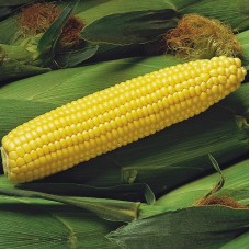 Кукурудза цукрова Спіріт F1 100 000 нас. Сингента (Syngenta)