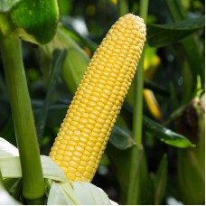 Кукурудза цукрова Стронгстар F1 100 000 нас. Сингента (Syngenta)