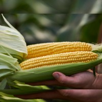 Кукурудза цукрова Тусон F1 100 000 нас. Сингента (Syngenta)