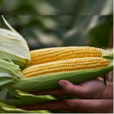 Кукурудза цукрова Тусон F1 100 000 нас. Сингента (Syngenta)