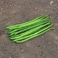 Квасоля спаржева Серенгеті 100 000 нас. Сингента (Syngenta)