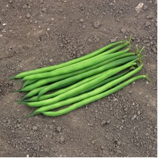 Квасоля спаржева Серенгеті 100 000 нас. Сингента (Syngenta)