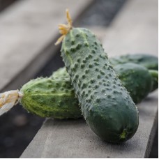 Огірок Еколь F1 500 нас. Сингента (Syngenta)