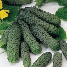 Огурец Пасалімо F1 500 нас. Сингента (Syngenta)