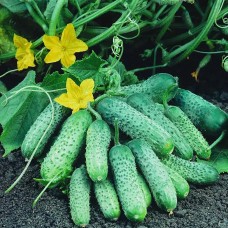 Огурец Пасамонте F1 500 нас. Сингента (Syngenta)